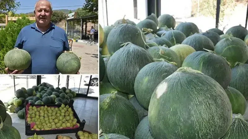 Kırklar Köyü’nde kavun ve incir festivali heyecanı